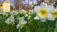 Ihre schönsten Fotos von Narzissen