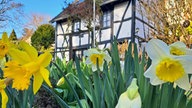 Ihre schönsten Fotos von Narzissen