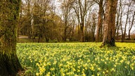 Ihre schönsten Fotos von Narzissen