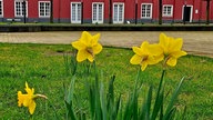 Ihre schönsten Fotos von Narzissen