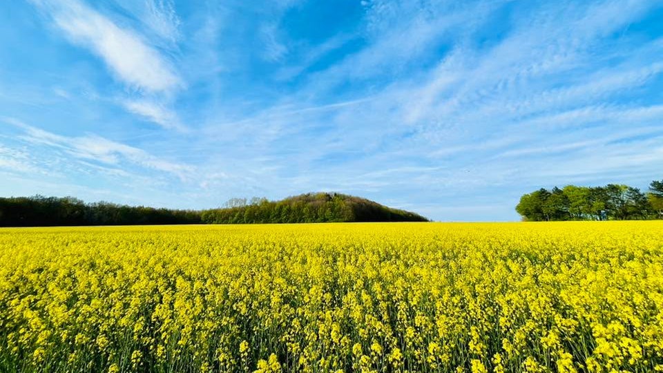 Ihre schönsten Fotos von der Rapsblüte