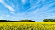 Ihre schönsten Fotos von der Rapsblüte