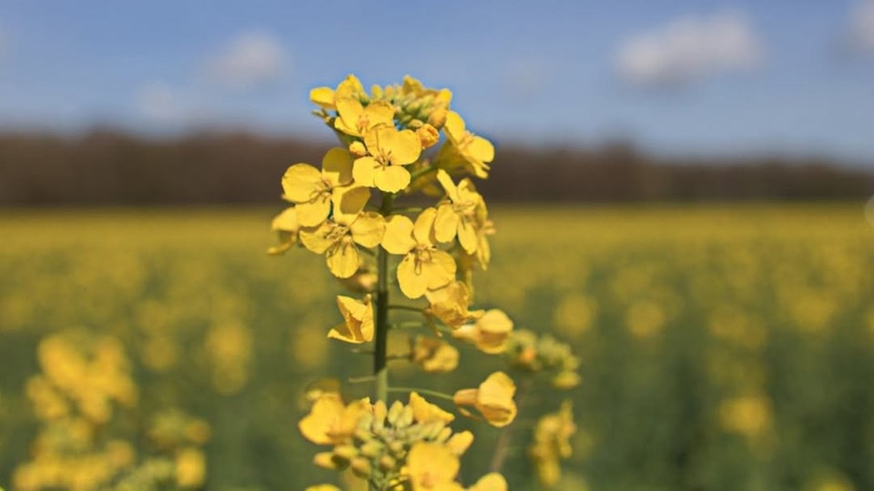 Ihre schönsten Fotos von der Rapsblüte