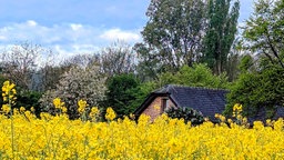 Ihre schönsten Fotos von der Rapsblüte