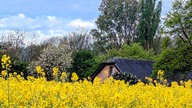 Ihre schönsten Fotos von der Rapsblüte