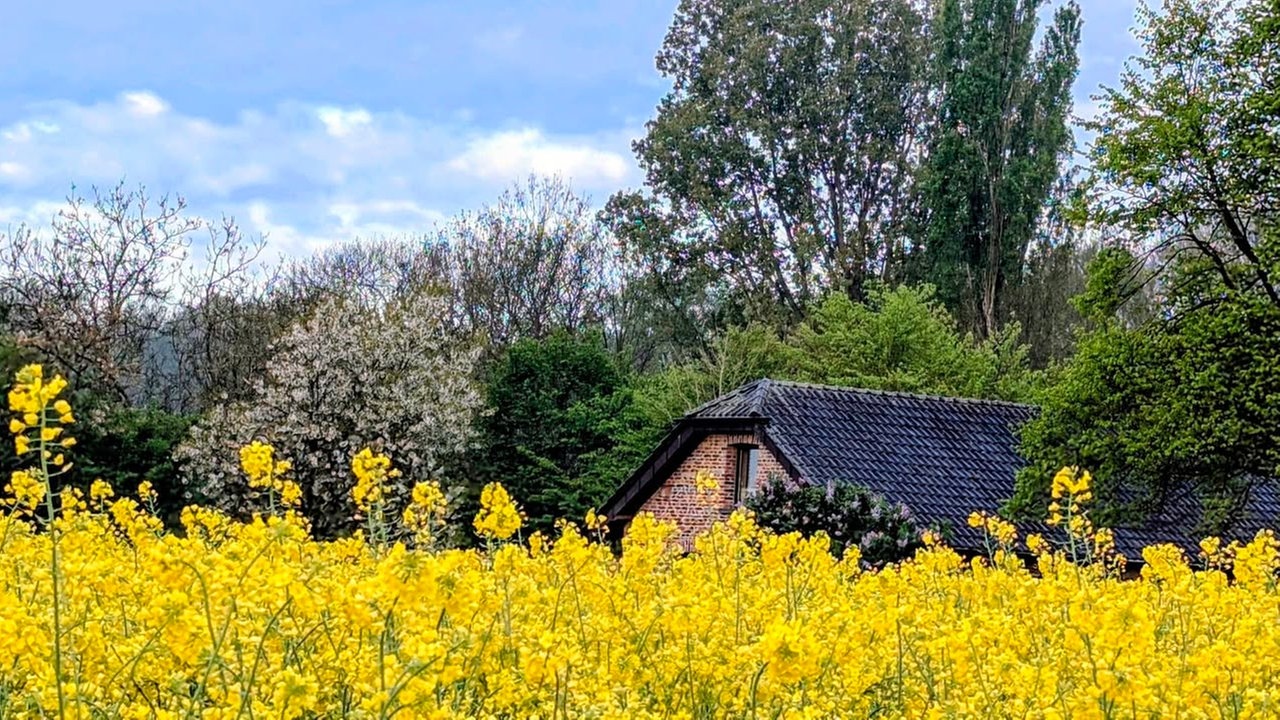 Ihre schönsten Fotos von der Rapsblüte