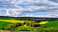 Ihre schönsten Fotos von der Rapsblüte