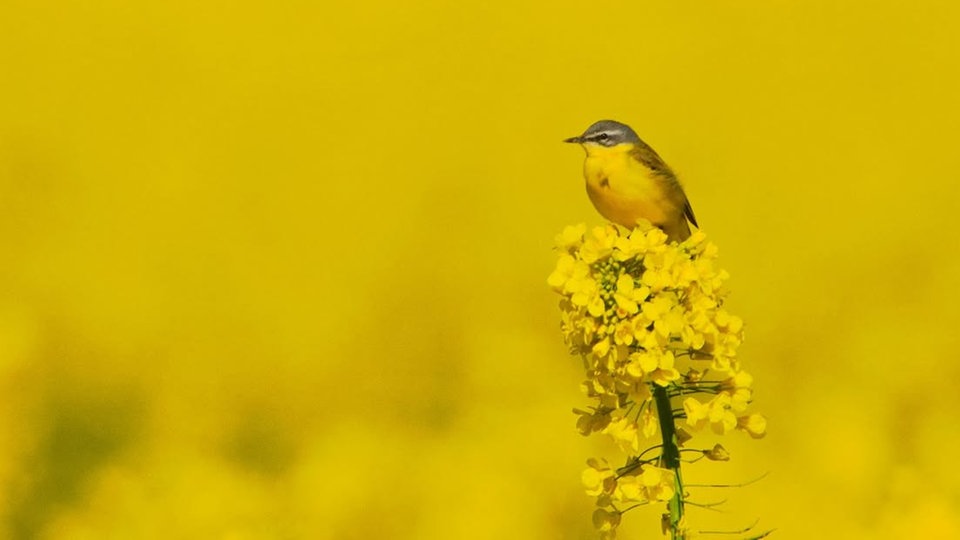Ihre schönsten Fotos von der Rapsblüte