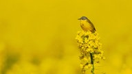 Ihre schönsten Fotos von der Rapsblüte