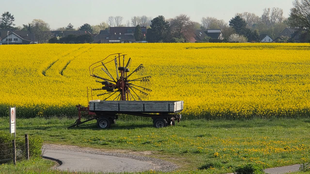 Ihre schönsten Fotos von der Rapsblüte