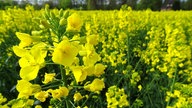 Ihre schönsten Fotos von der Rapsblüte