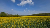Ihre schönsten Fotos von der Rapsblüte