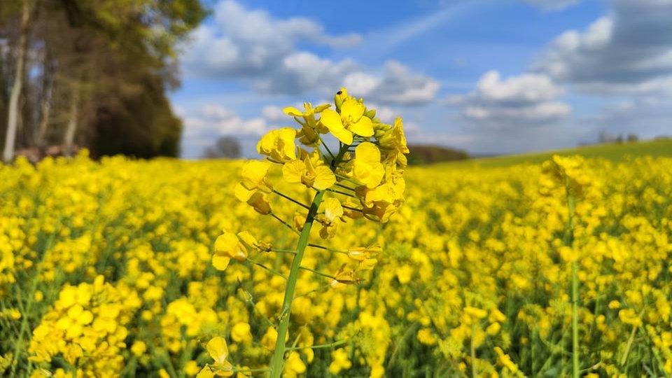 Ihre schönsten Fotos von der Rapsblüte