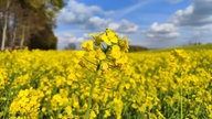 Ihre schönsten Fotos von der Rapsblüte
