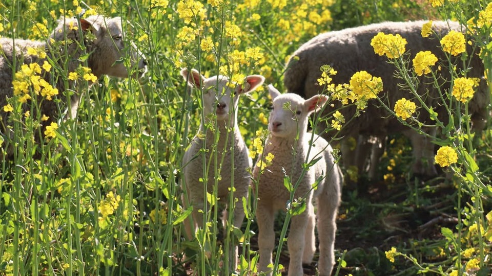 Ihre schönsten Fotos von der Rapsblüte