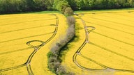Ihre schönsten Fotos von der Rapsblüte