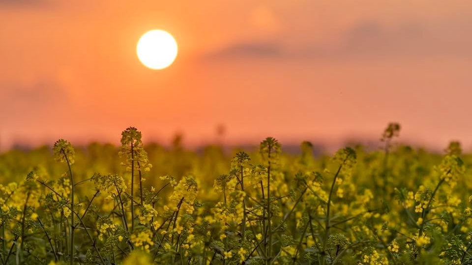 Ihre schönsten Fotos von der Rapsblüte