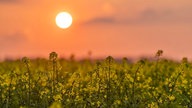 Ihre schönsten Fotos von der Rapsblüte