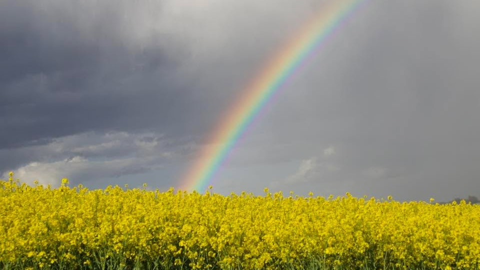 Ihre schönsten Fotos von der Rapsblüte