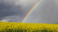 Ihre schönsten Fotos von der Rapsblüte