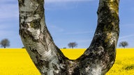 Ihre schönsten Fotos von der Rapsblüte