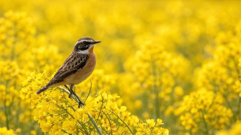 Ihre schönsten Fotos von der Rapsblüte