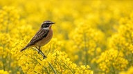 Ihre schönsten Fotos von der Rapsblüte