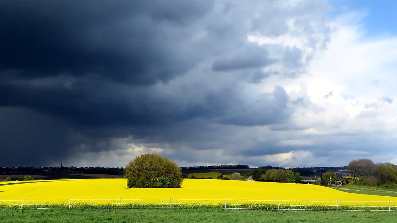 Ihre schönsten Fotos von der Rapsblüte