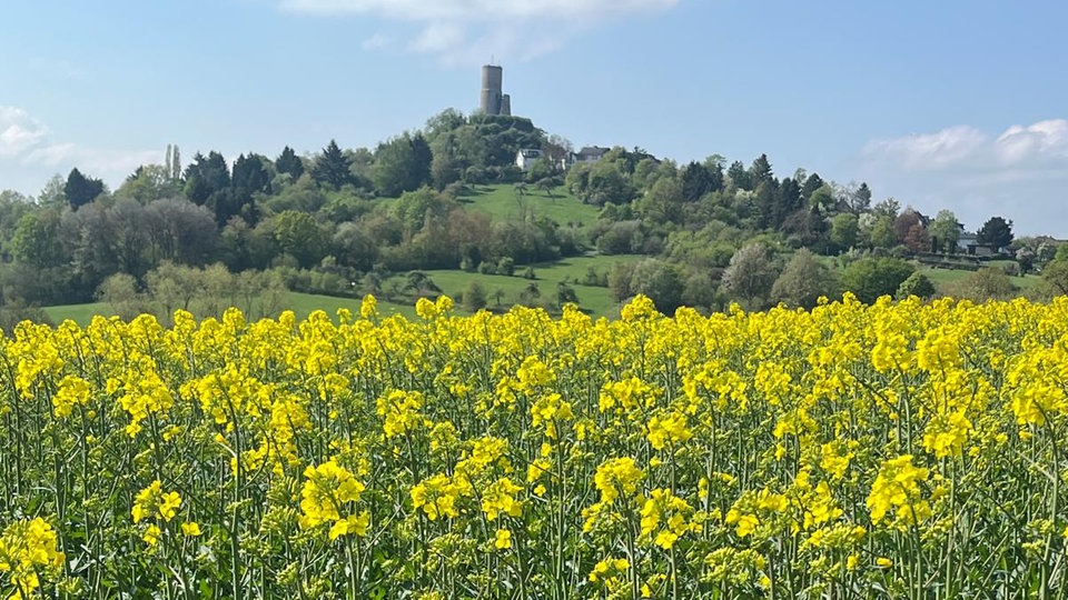Ihre schönsten Fotos von der Rapsblüte