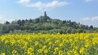 Ihre schönsten Fotos von der Rapsblüte