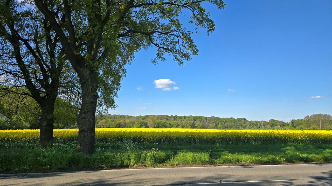 Ihre schönsten Fotos von der Rapsblüte