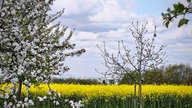 Ihre schönsten Fotos von der Rapsblüte