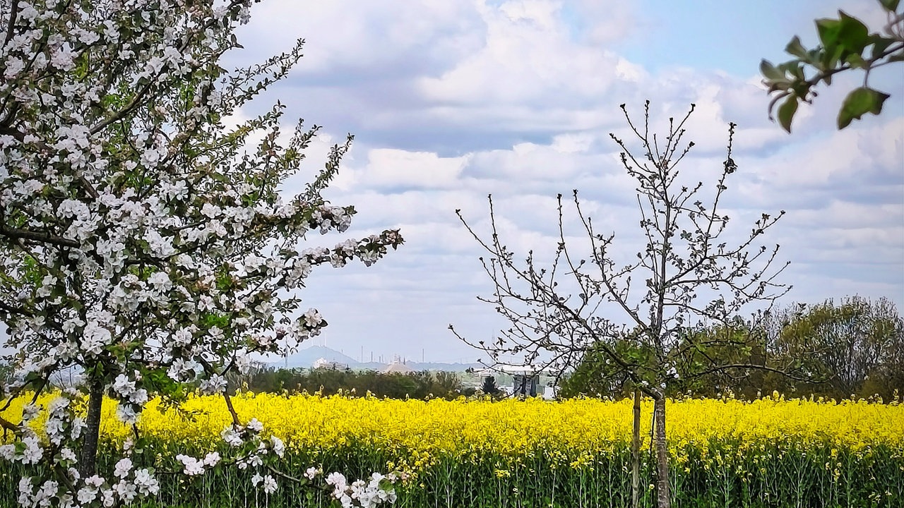 Ihre schönsten Fotos von der Rapsblüte