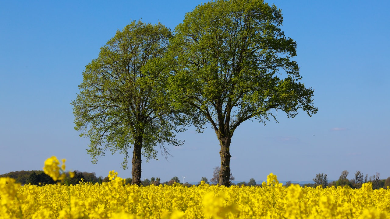 Ihre schönsten Fotos von der Rapsblüte