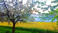 Ihre schönsten Fotos von der Rapsblüte