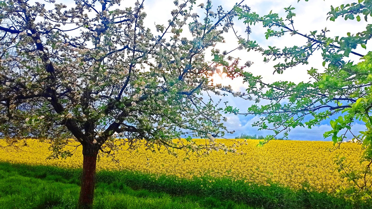 Ihre schönsten Fotos von der Rapsblüte