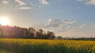 Ihre schönsten Fotos von der Rapsblüte