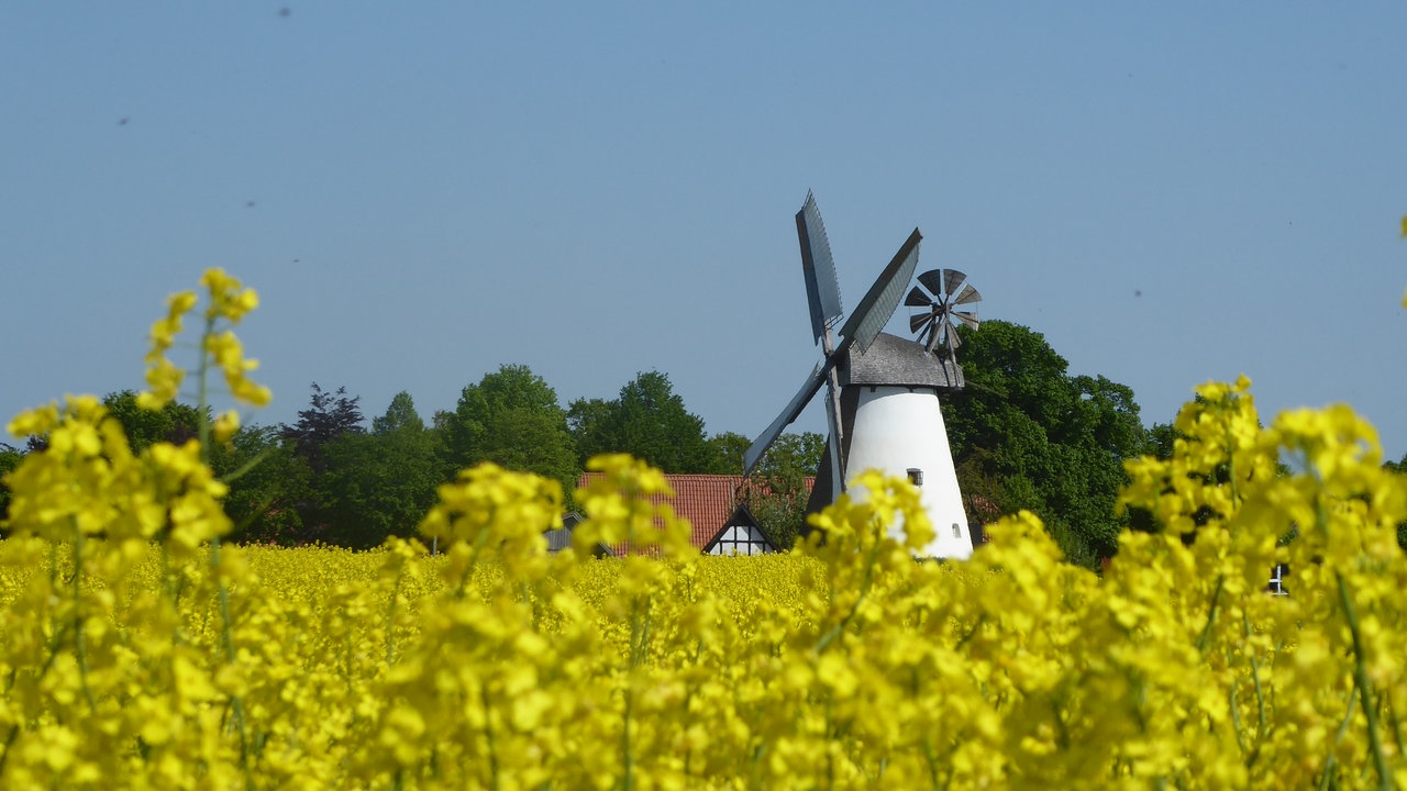 Ihre schönsten Fotos von der Rapsblüte
