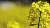 Ihre schönsten Fotos von der Rapsblüte