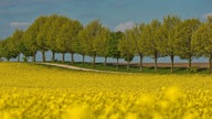 Ihre schönsten Fotos von der Rapsblüte