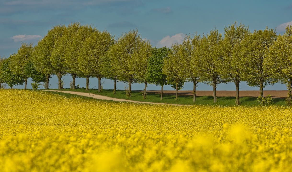 Ihre schönsten Fotos von der Rapsblüte