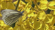 Ihre schönsten Fotos von der Rapsblüte