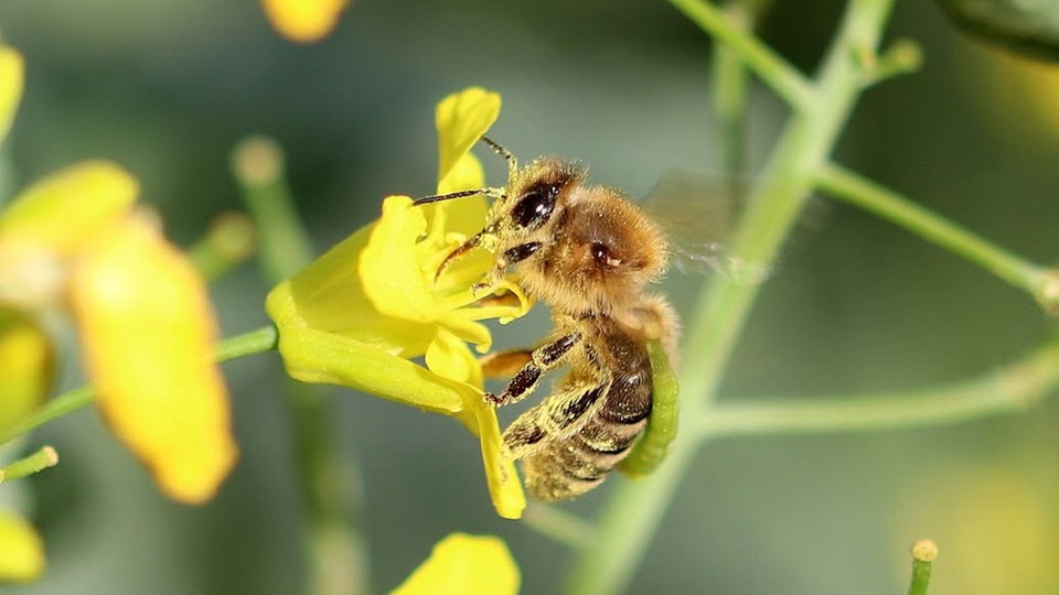 Ihre schönsten Fotos von der Rapsblüte