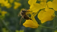 Ihre schönsten Fotos von der Rapsblüte