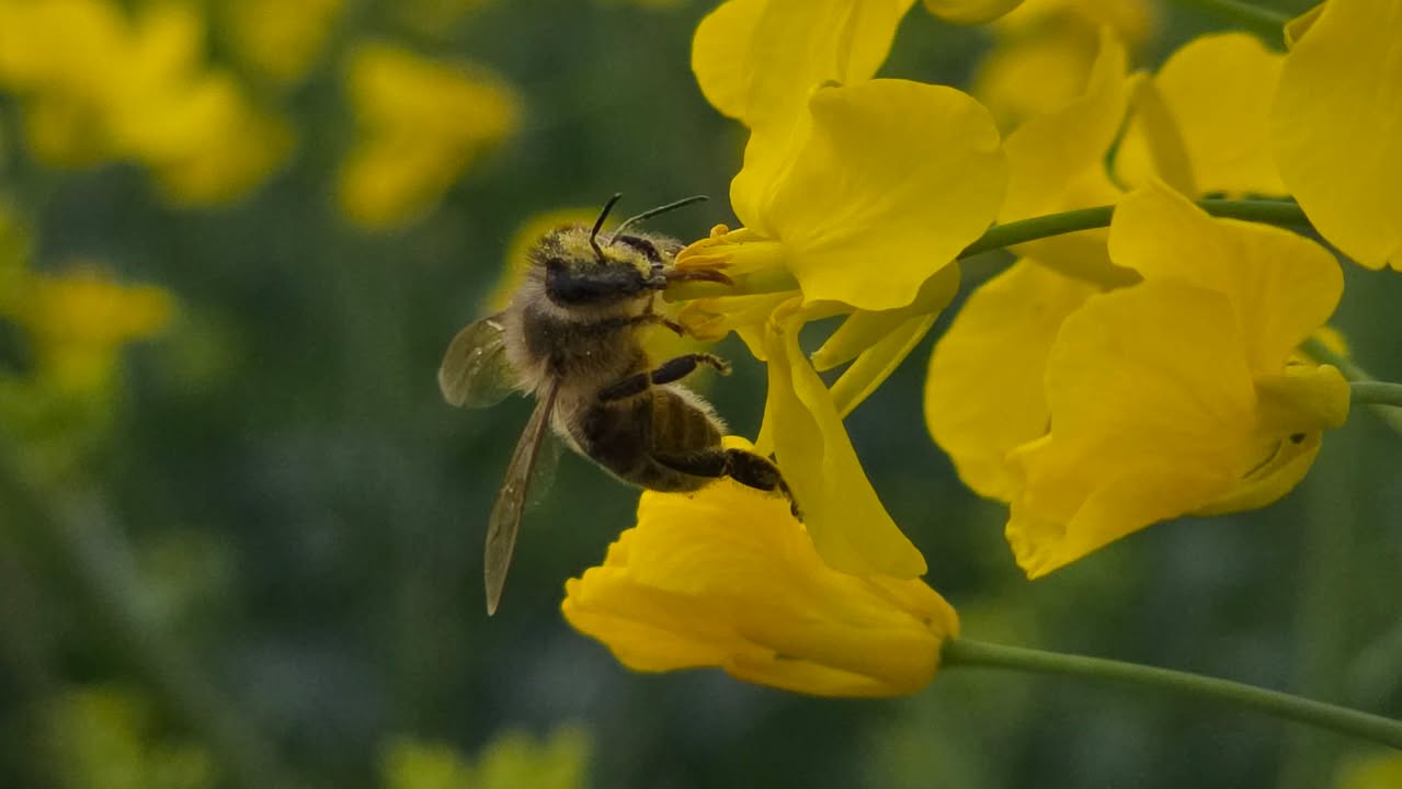 Ihre schönsten Fotos von der Rapsblüte