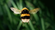 Bienen – Ihre schönsten Fotos