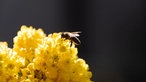 Bienen – Ihre schönsten Fotos