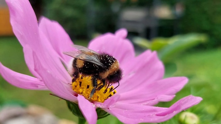 Bienen – Ihre schönsten Fotos