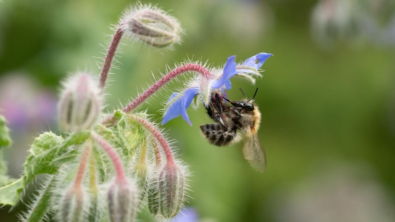 Bienen – Ihre schönsten Fotos