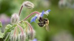 Bienen – Ihre schönsten Fotos